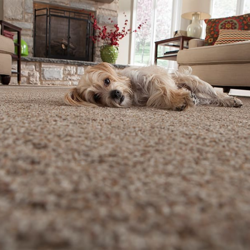 Beautiful textured carpet in Augusta, GA at Augusta Flooring